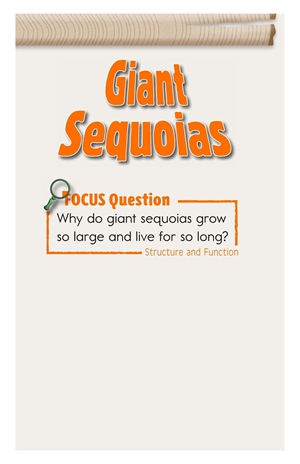 GK-2 21 Giant Sequoias-Mid -- 绘本听读宝在线台词全文