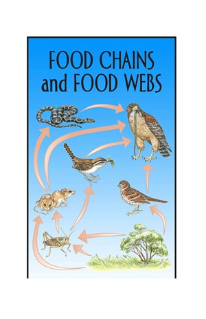 G5-6 1 Food Chains and Food Webs-Low -- 绘本听读宝在线台词全文