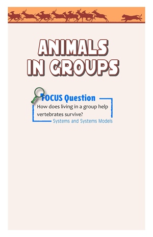 G3-4 8 Animals in Groups-High -- 绘本听读宝在线台词全文