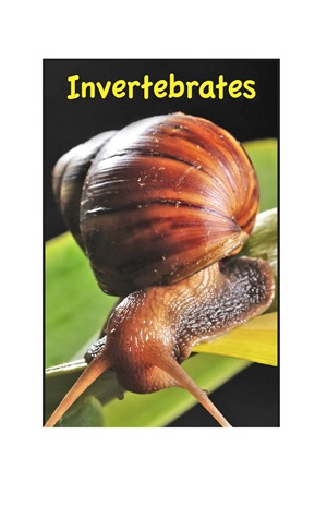 G3-4 9 Invertebrates-Low -- 绘本听读宝在线台词全文